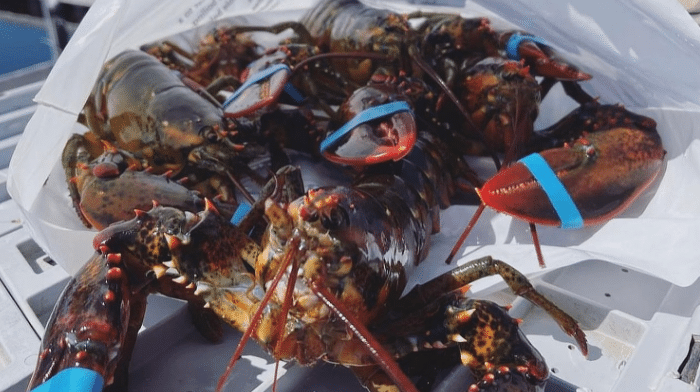 A Love for Lobster
